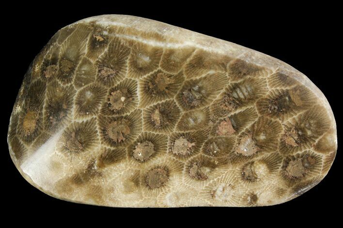Polished Petoskey Stone (Fossil Coral) - Michigan #156116